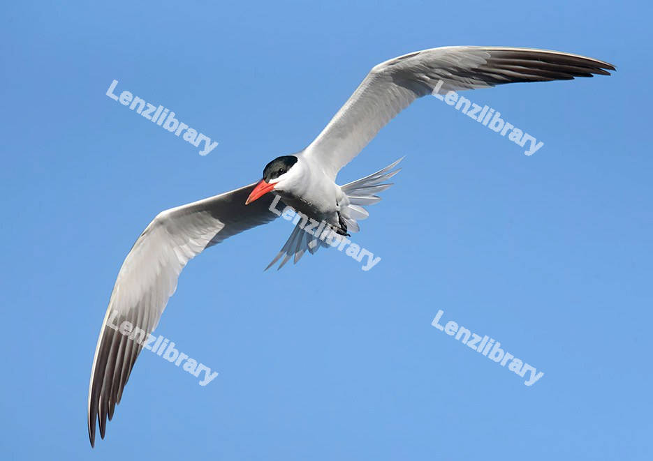 Caspian Bird mid-flight